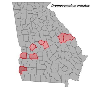Dromogomphus armatus
(Southeastern Spinyleg) Dromogomphus armatus
(Southeastern Spinyleg)
